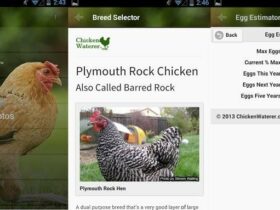 Aplikasi Peternak Ayam Gratis Android & iOS - Cluck-ulator